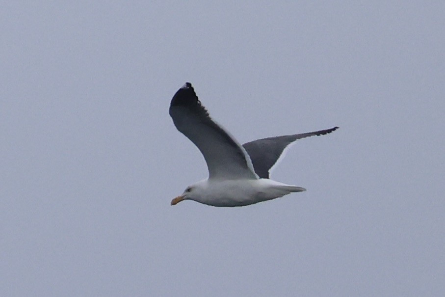 Western Gull - ML637860736
