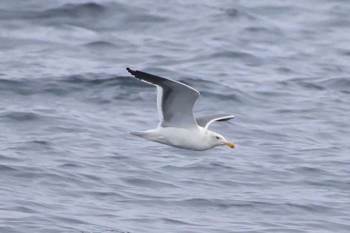 Western Gull - ML637860737