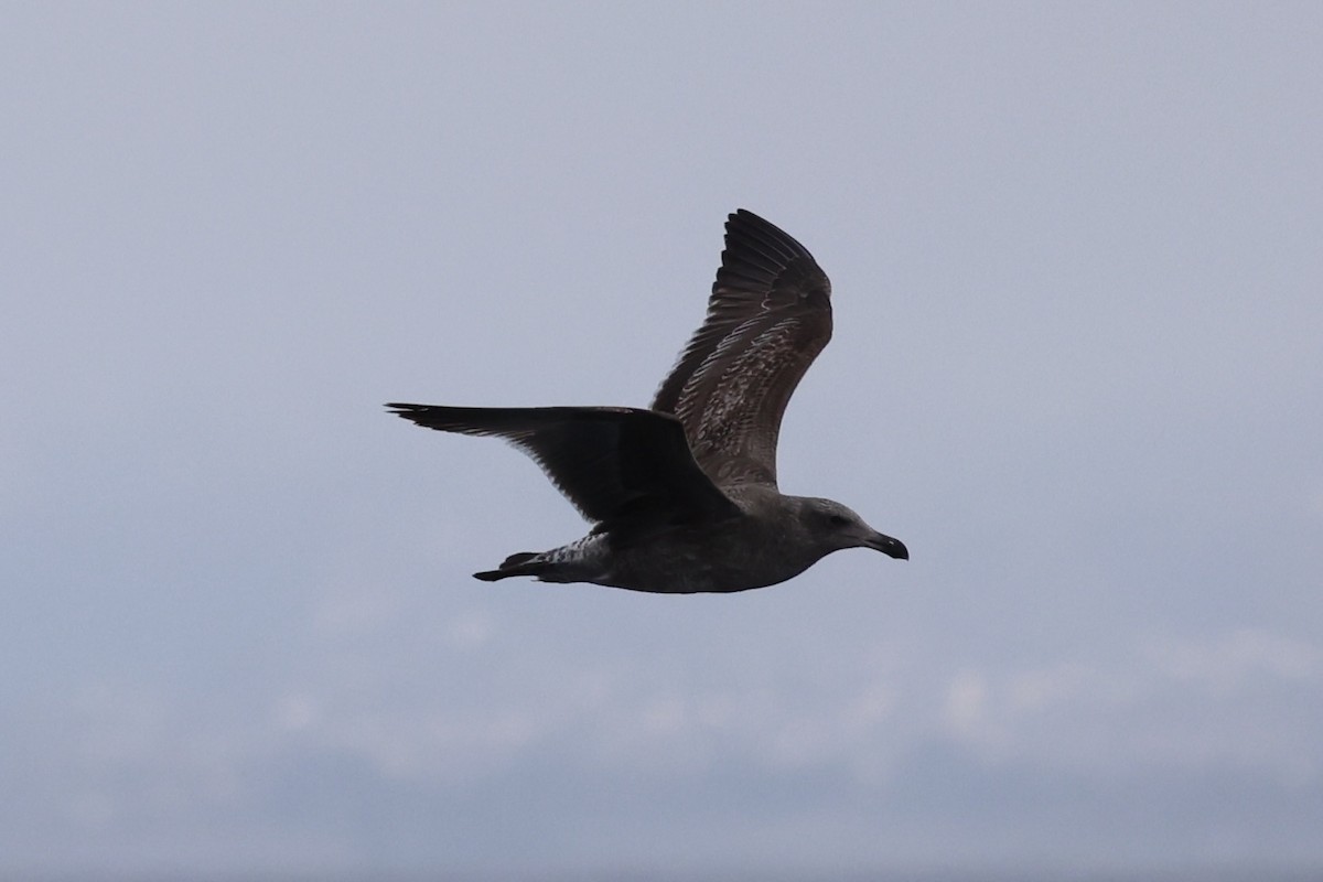 Western Gull - ML637860738