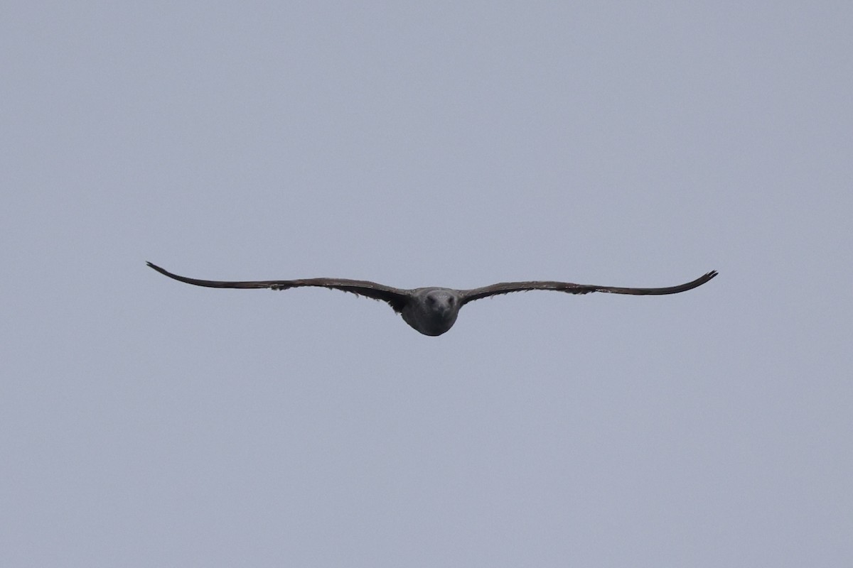Western Gull - ML637860739