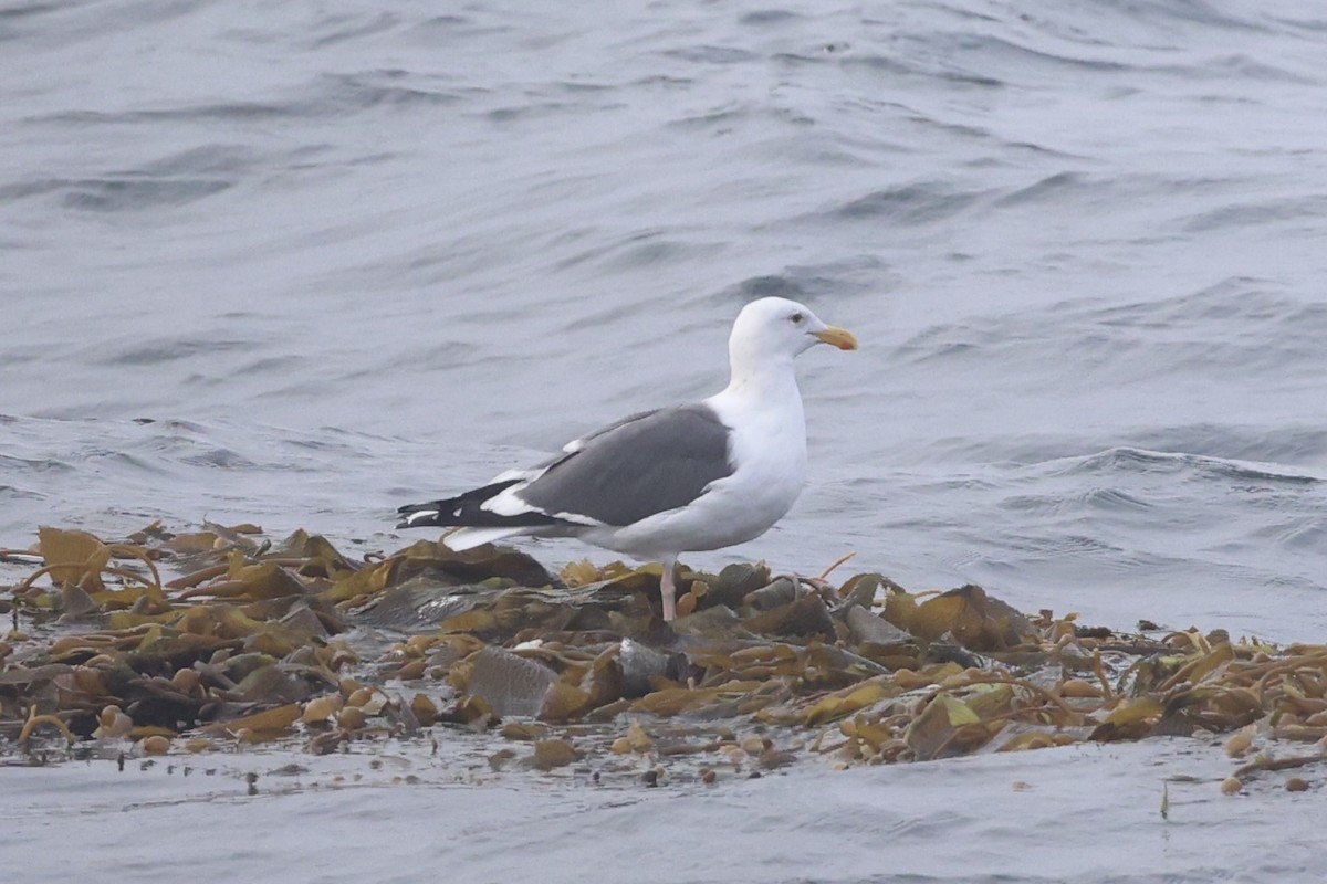 Western Gull - ML637860740