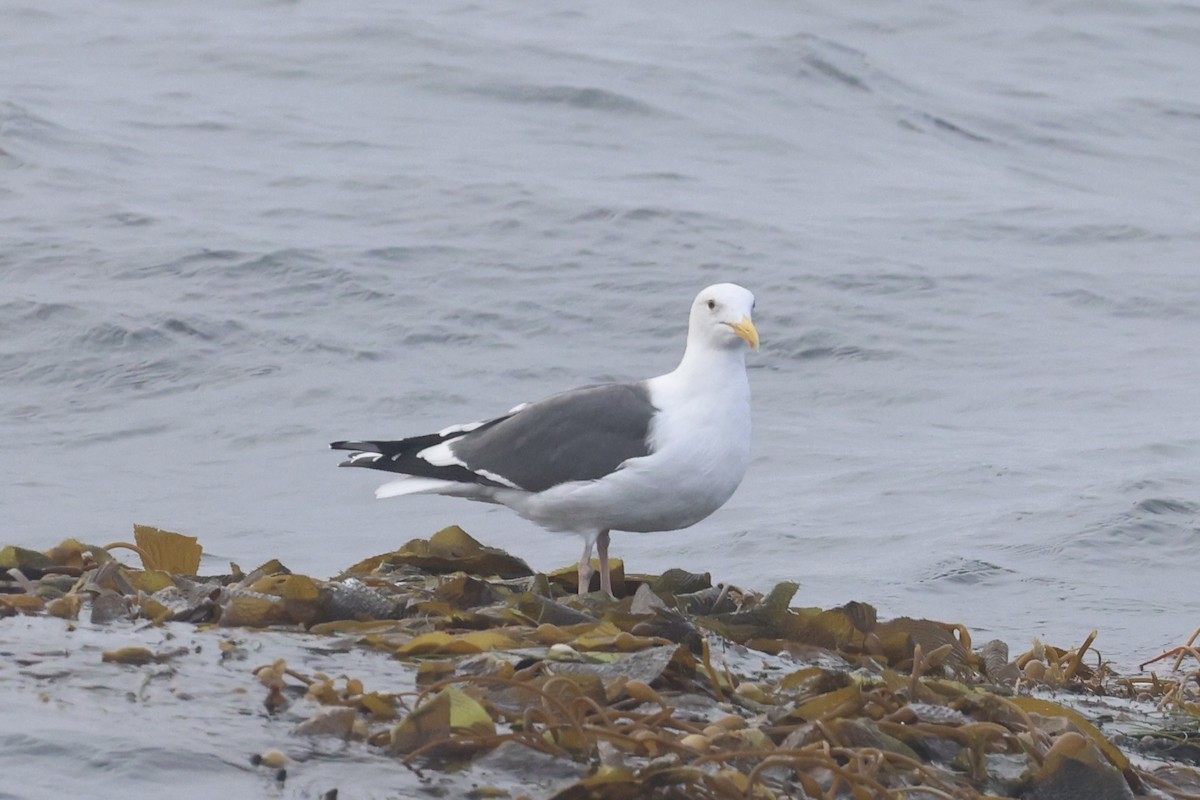 Western Gull - ML637860741