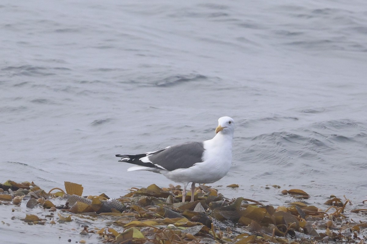 Western Gull - ML637860742