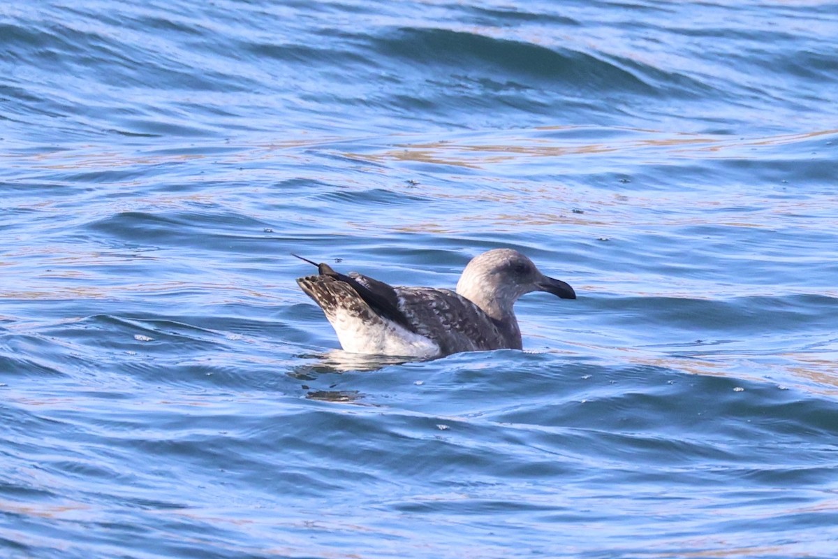 Western Gull - ML637860743