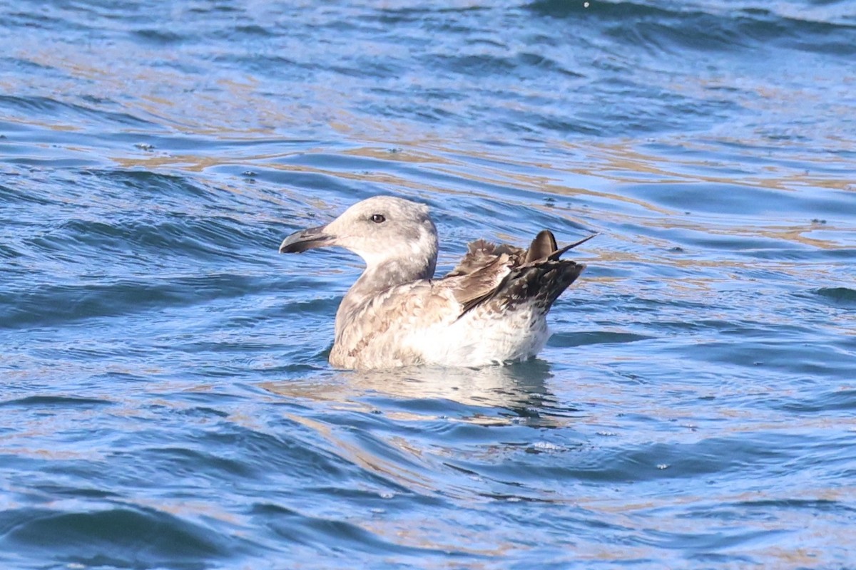 Western Gull - ML637860744