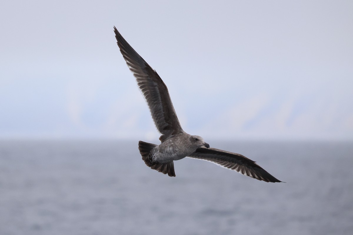Western Gull - ML637860745