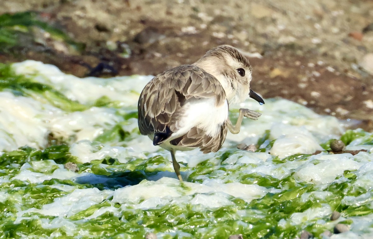 Double-banded Plover - ML637860771