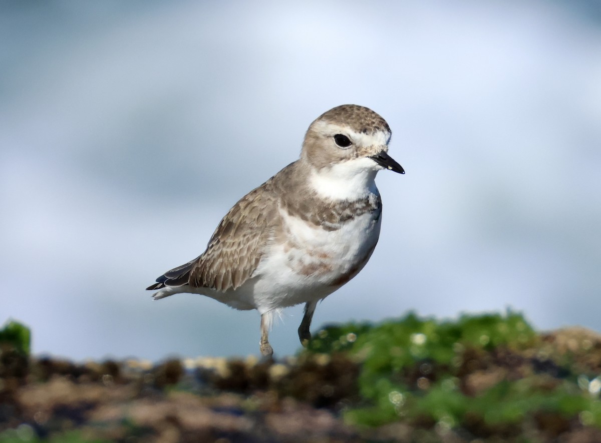 Double-banded Plover - ML637860772