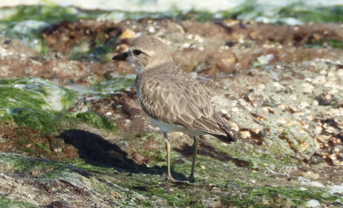 Double-banded Plover - ML637860773