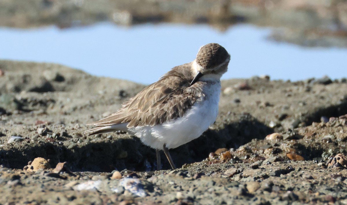 Double-banded Plover - ML637860774