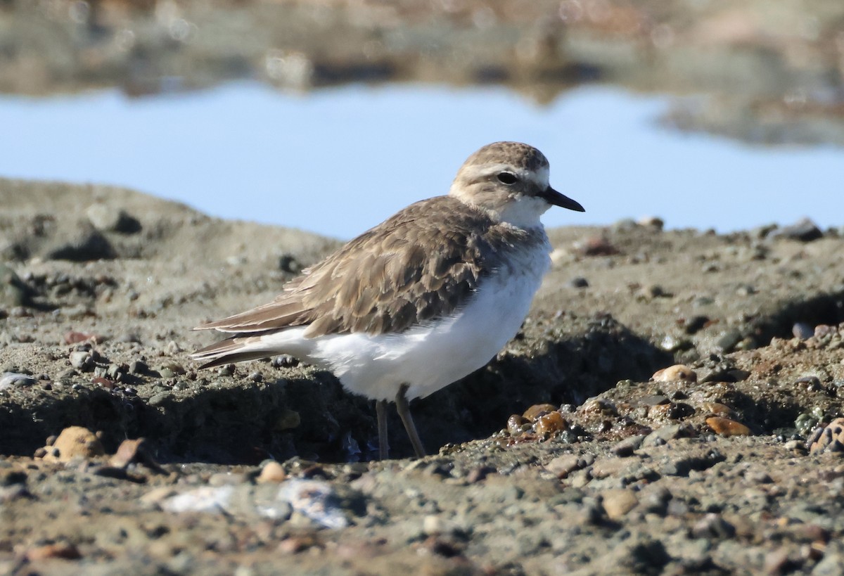Double-banded Plover - ML637860775