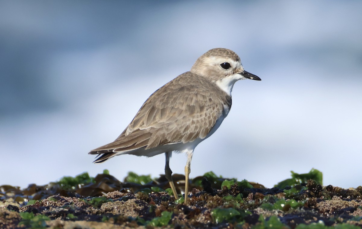 Double-banded Plover - ML637860776