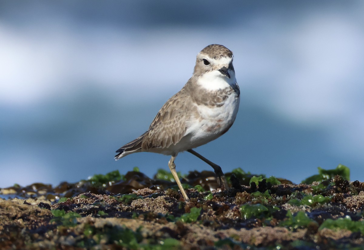 Double-banded Plover - ML637860778