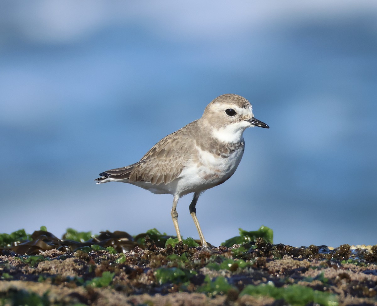 Double-banded Plover - ML637860779