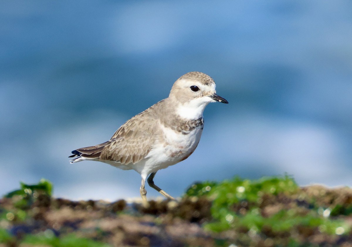 Double-banded Plover - ML637860780