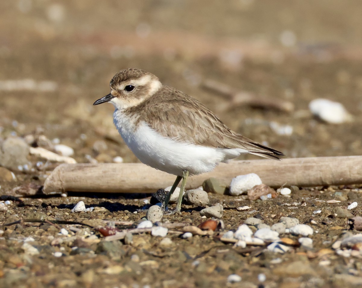 Double-banded Plover - ML637860781