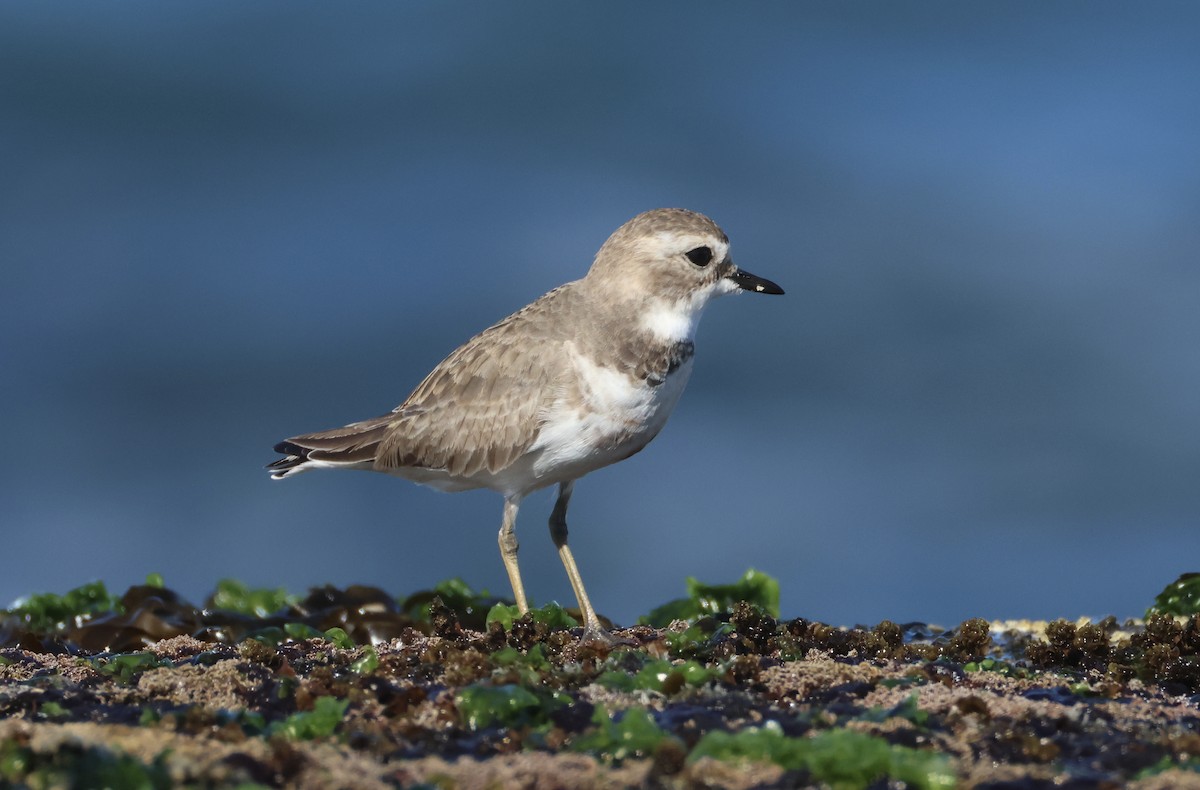 Double-banded Plover - ML637860782