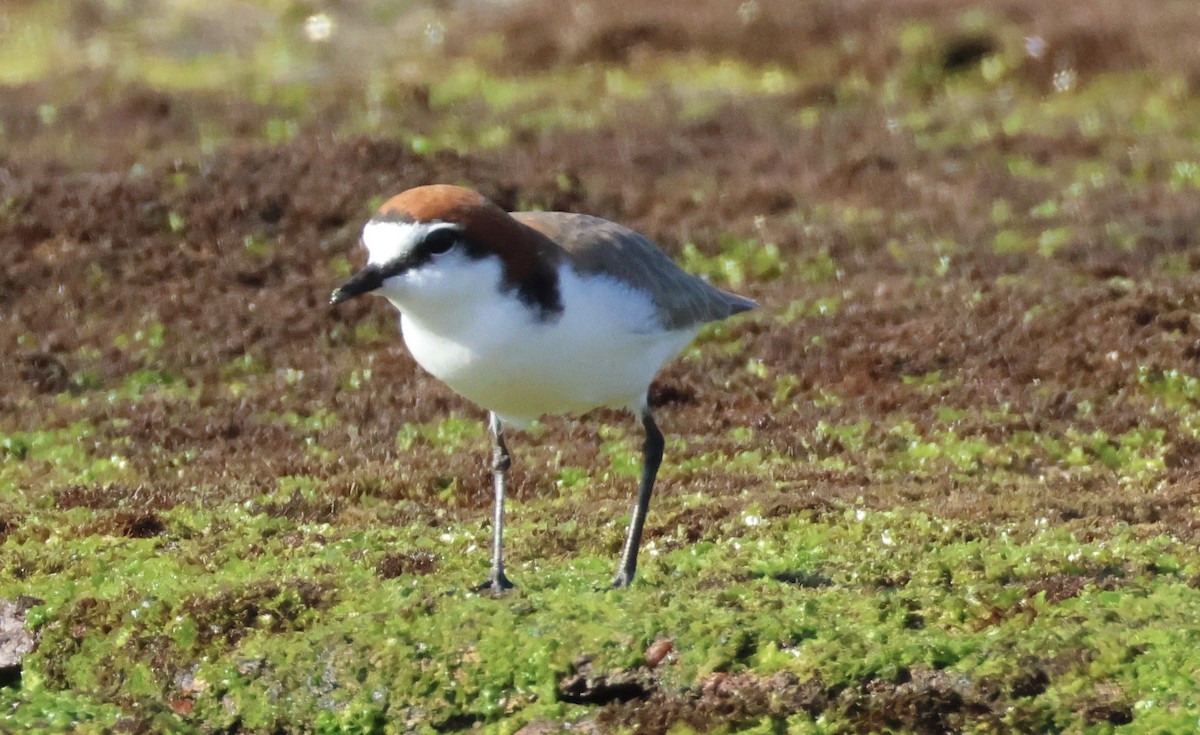 Red-capped Plover - ML637860788