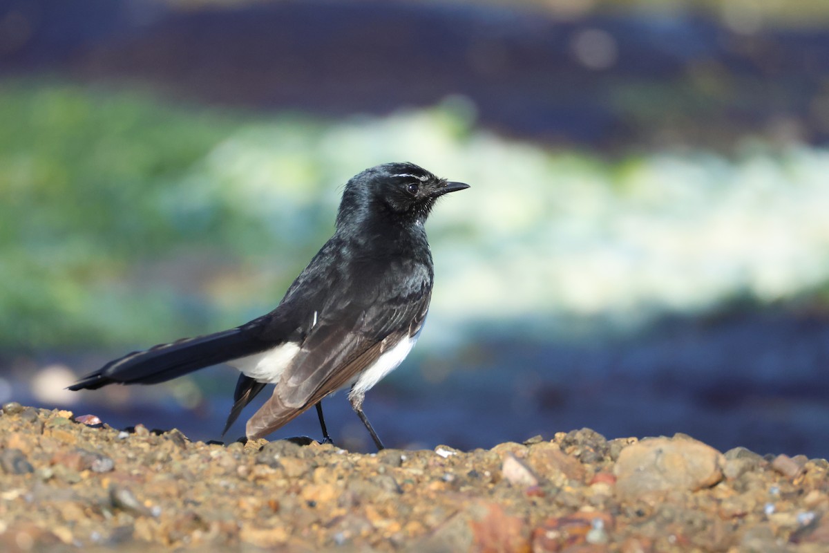 Willie-wagtail - ML637860797