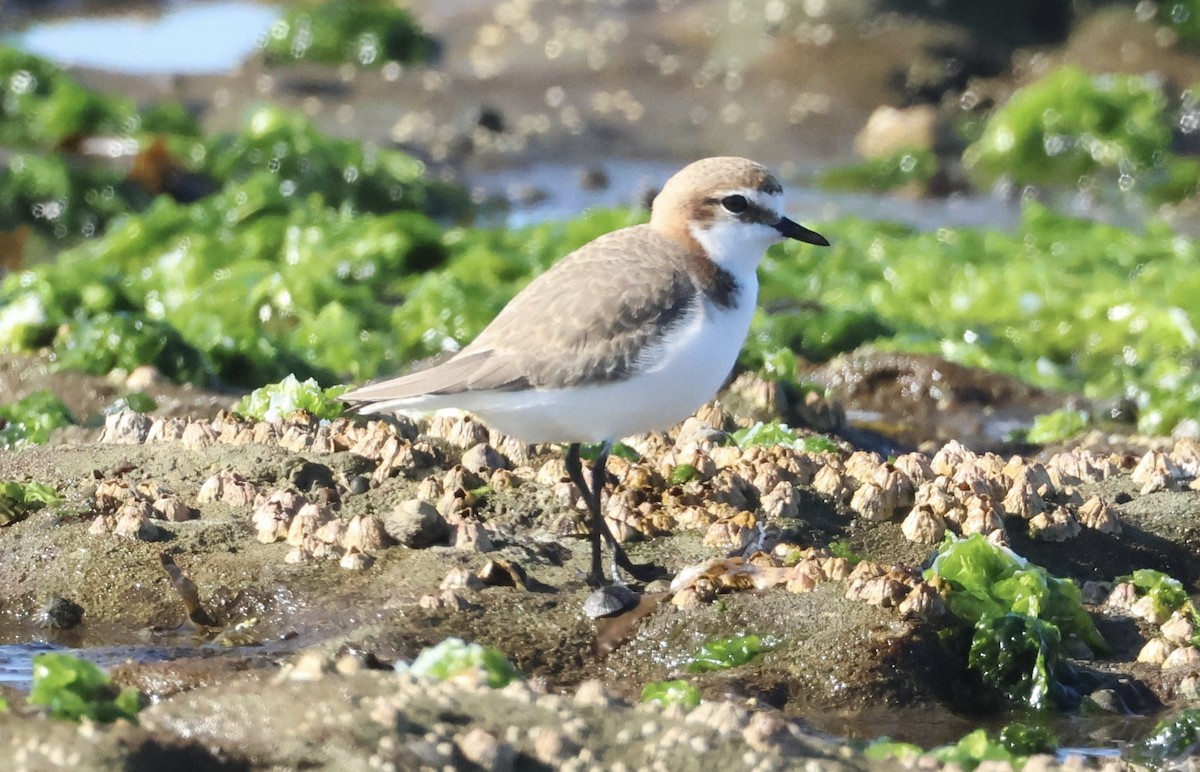 Red-capped Plover - ML637860801