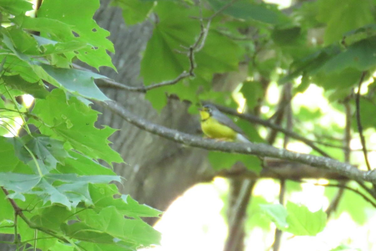 Canada Warbler - ML637860805