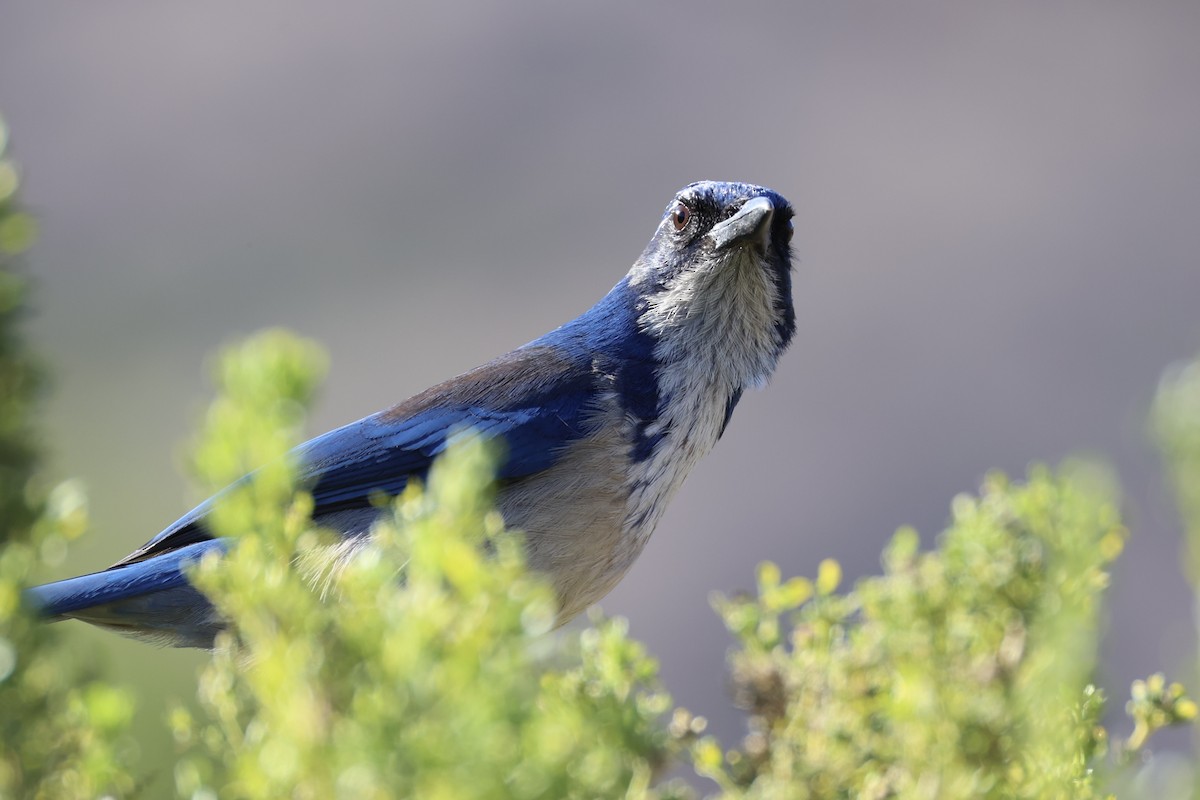 Island Scrub-Jay - ML637860847