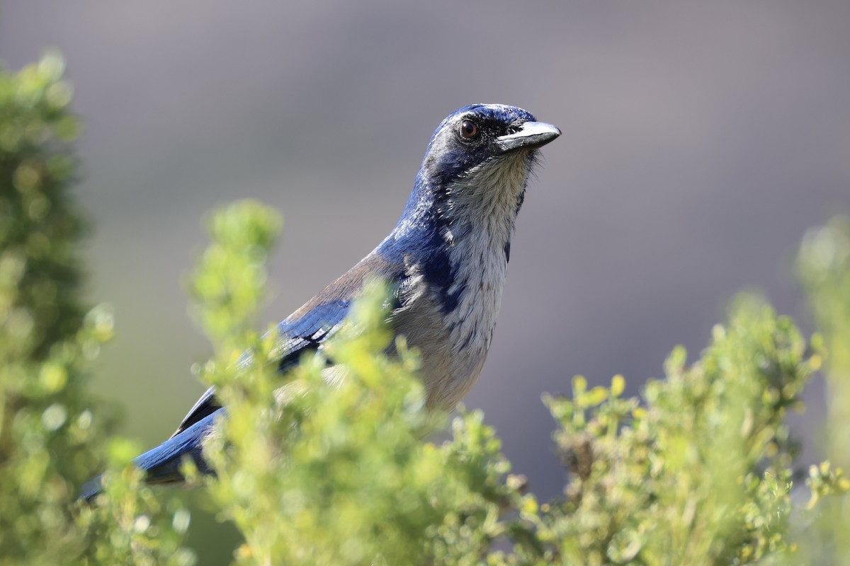 Island Scrub-Jay - ML637860848