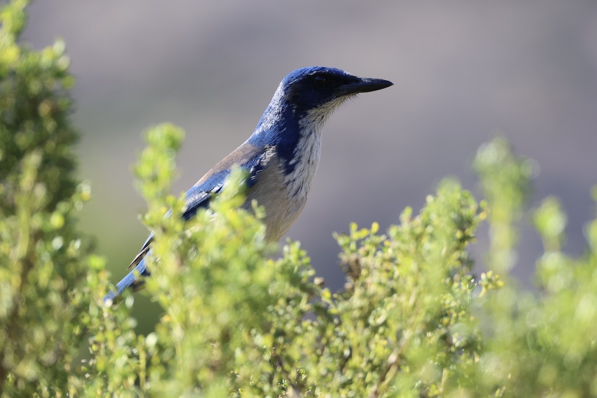 Island Scrub-Jay - ML637860849