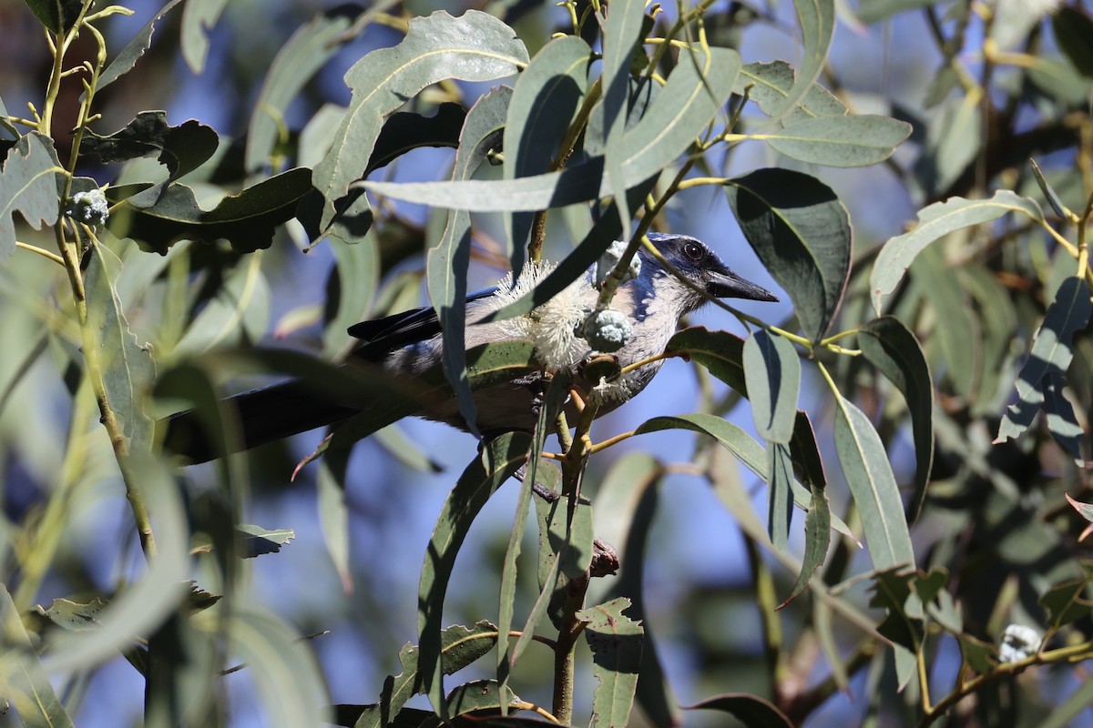 Island Scrub-Jay - ML637860850