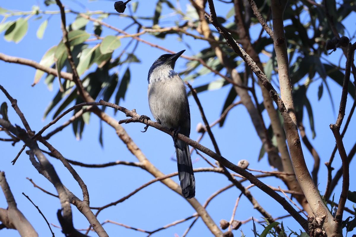 Island Scrub-Jay - ML637860851
