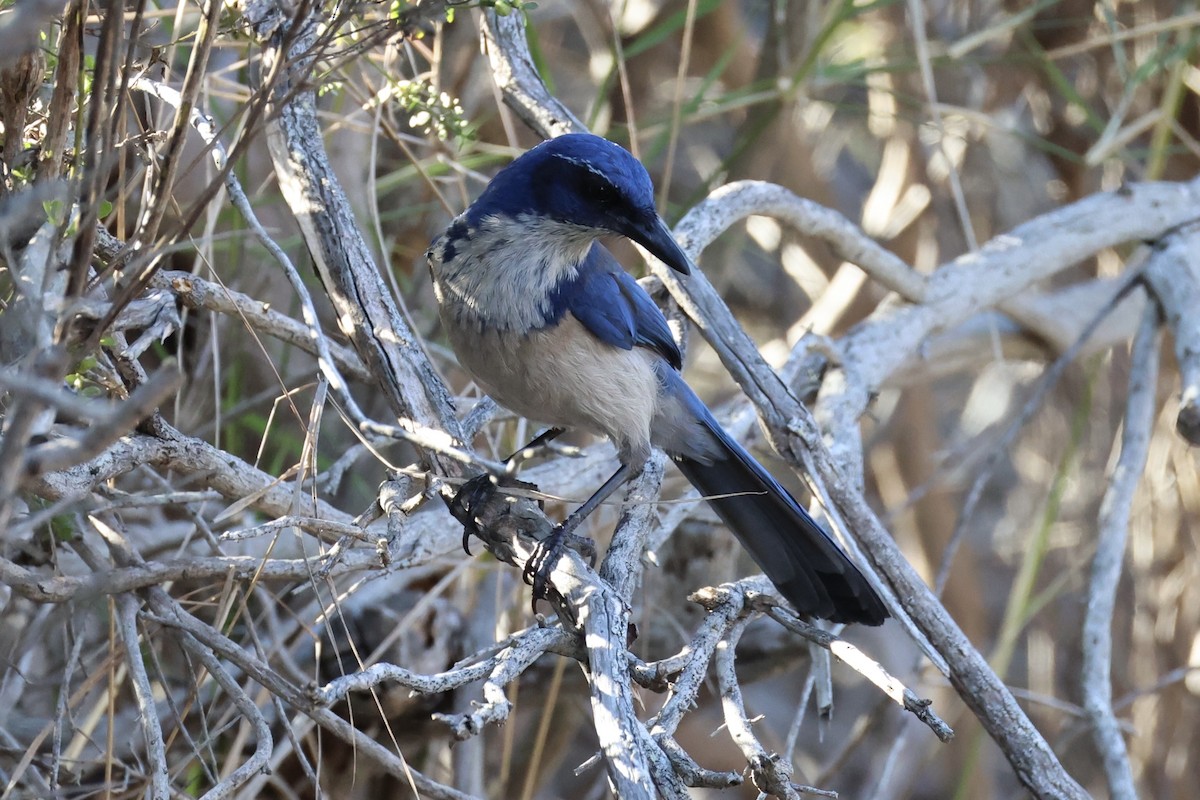 Island Scrub-Jay - ML637860852