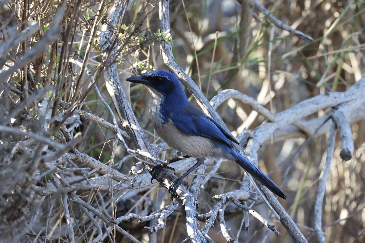 Island Scrub-Jay - ML637860853