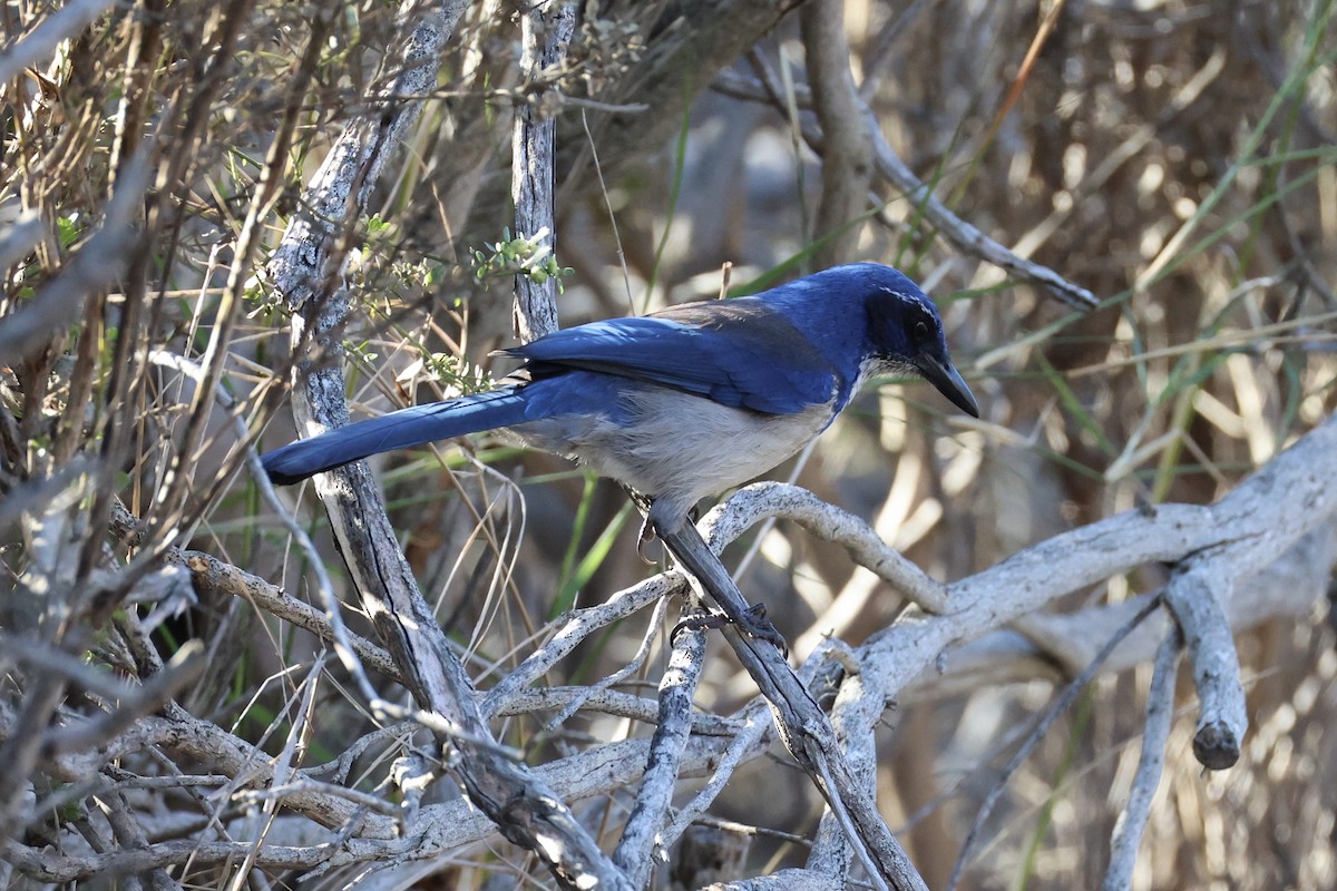 Island Scrub-Jay - ML637860854
