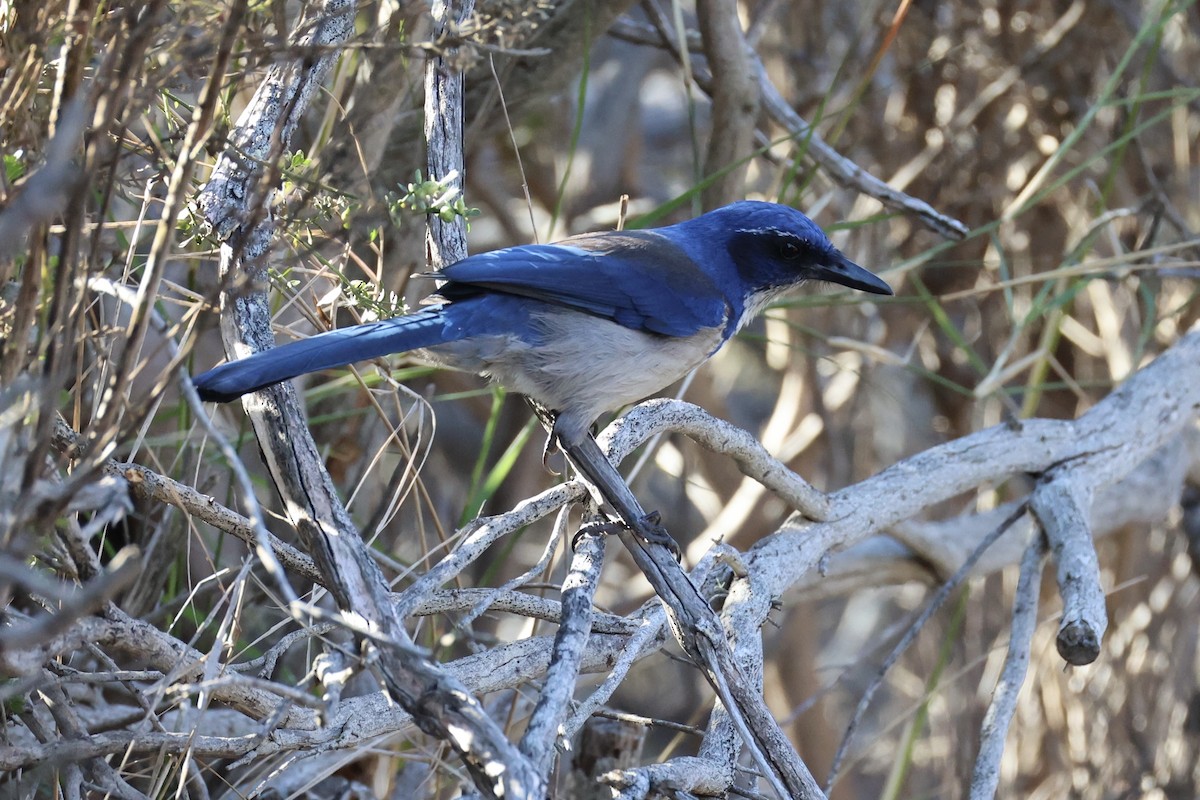 Island Scrub-Jay - ML637860855
