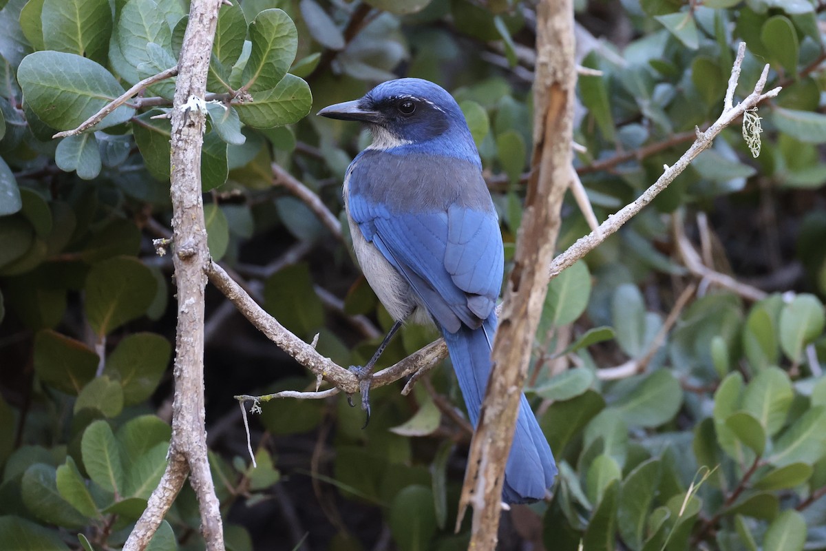 Island Scrub-Jay - ML637860856