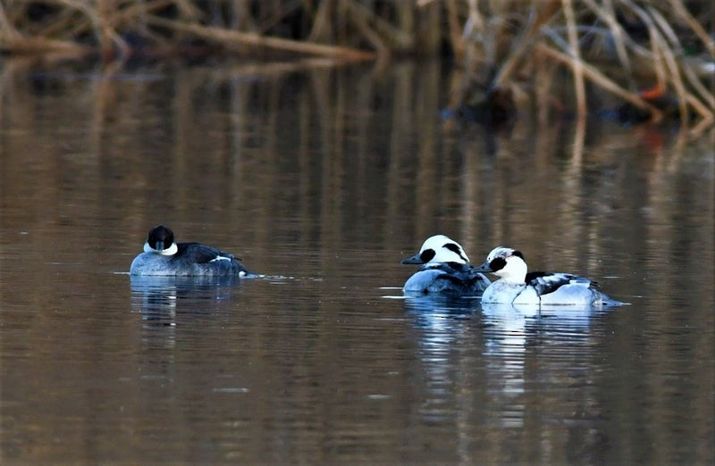 Smew - ML637860857