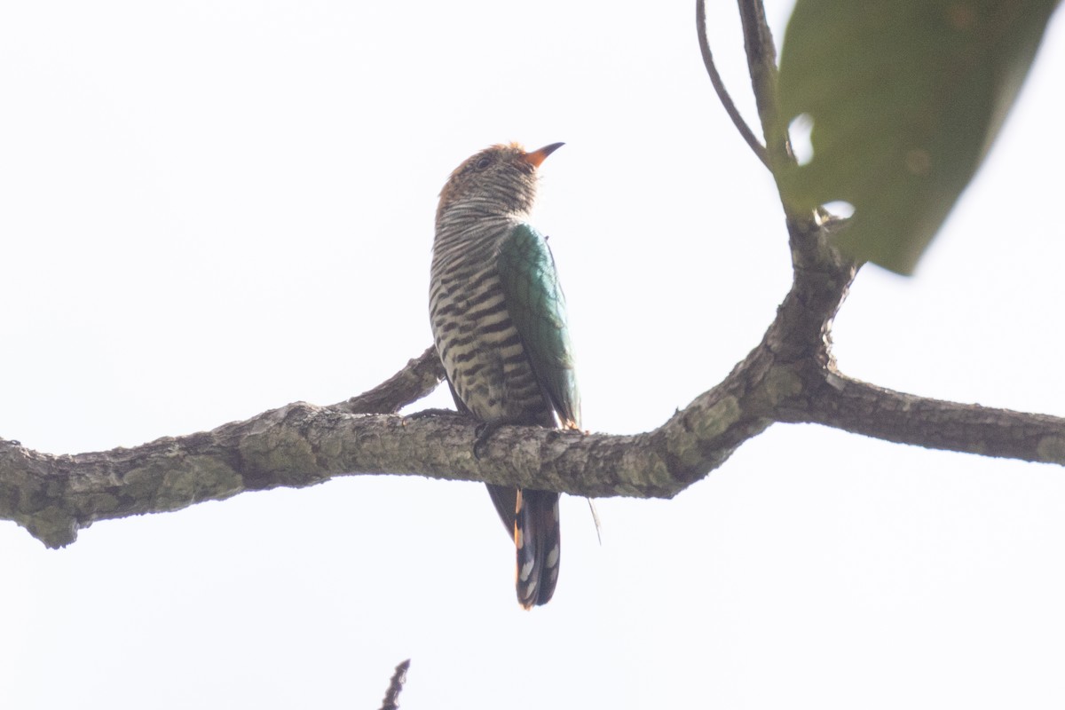 Asian Emerald Cuckoo - ML637860860