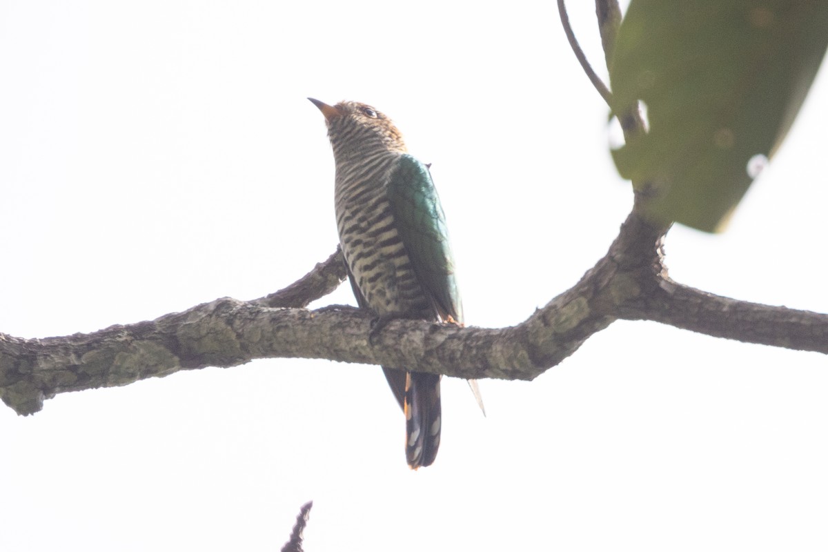 Asian Emerald Cuckoo - ML637860861