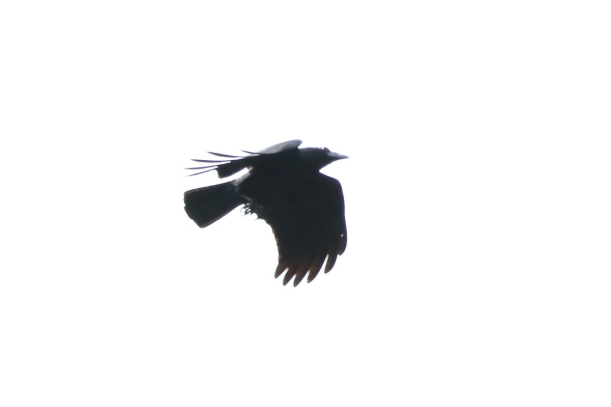 Sulawesi Crow - ML637860864