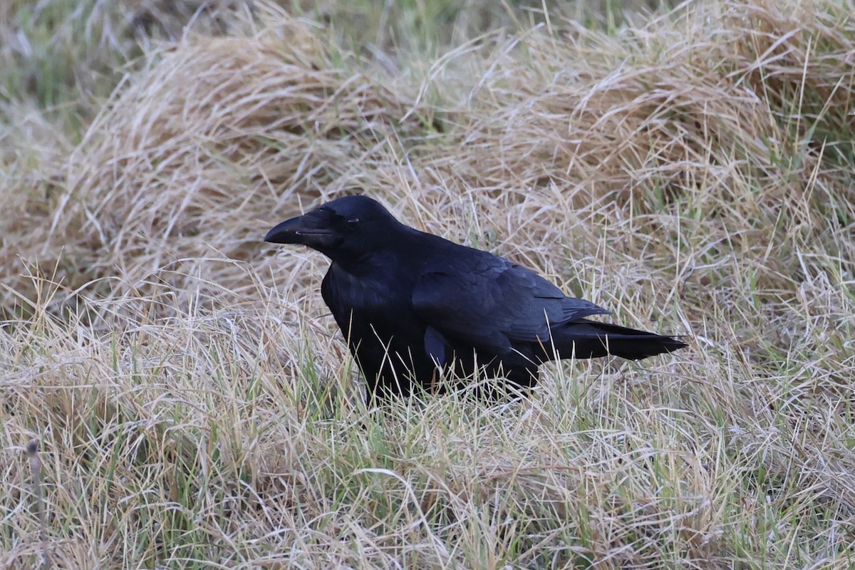 Common Raven - ML637860866