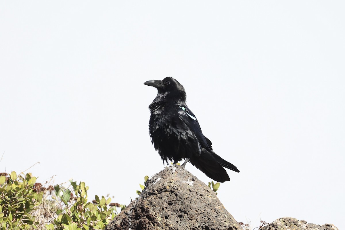 Common Raven - ML637860867