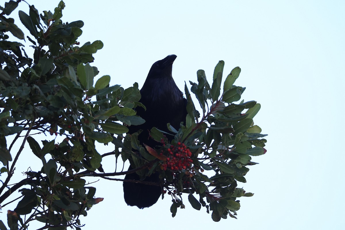 Common Raven - ML637860868