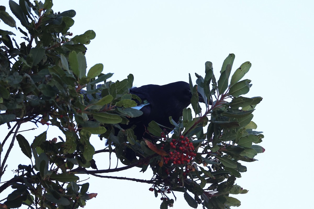 Common Raven - ML637860869