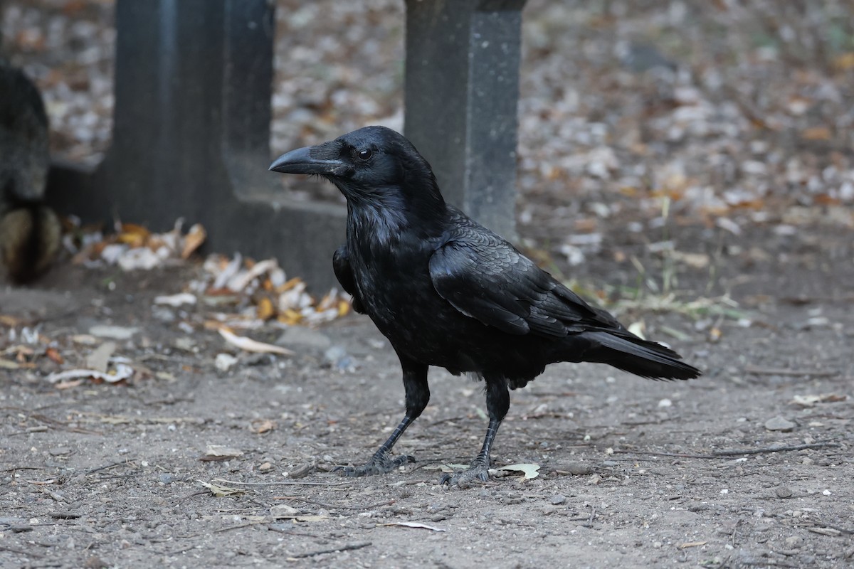 Common Raven - ML637860870