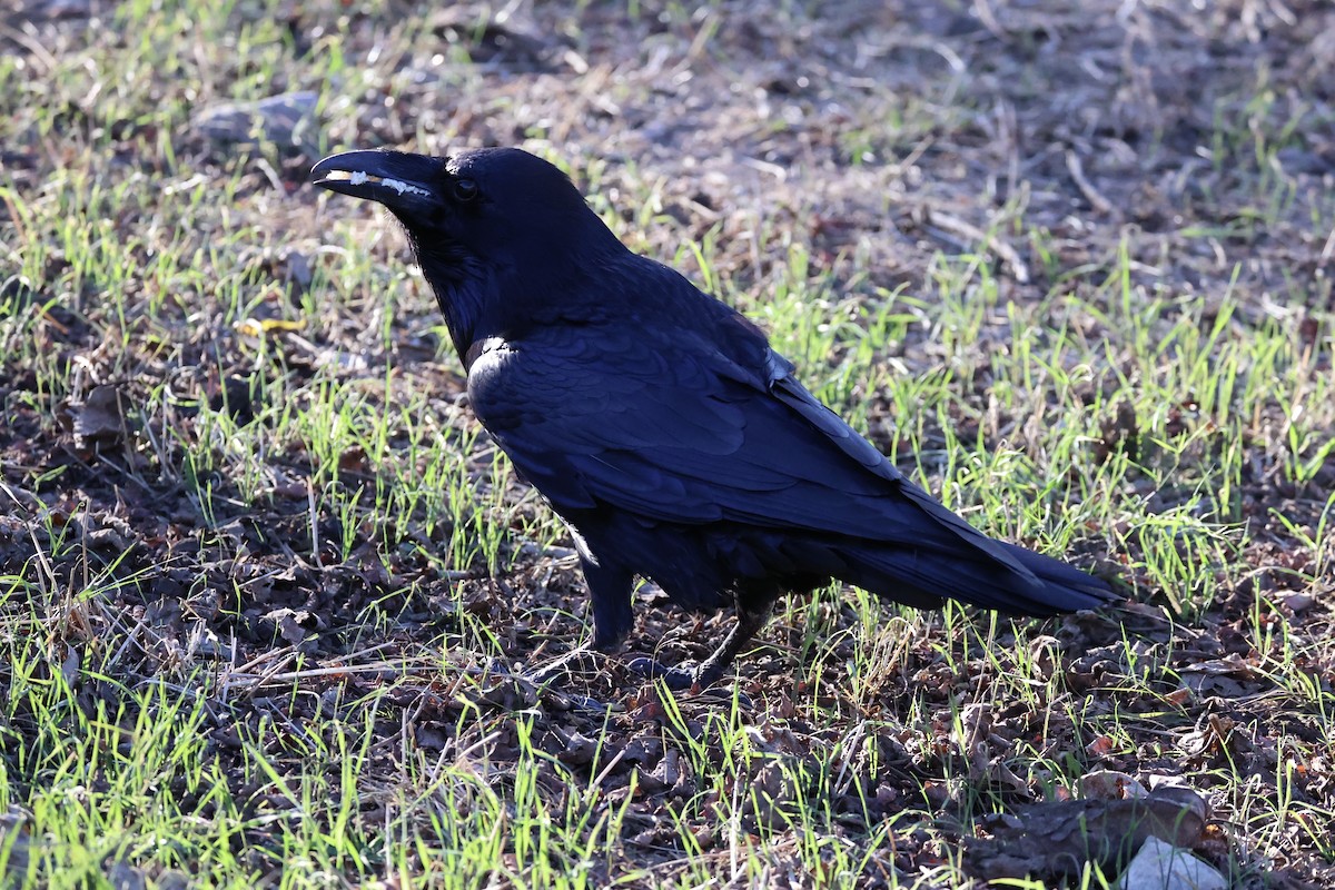 Common Raven - ML637860871