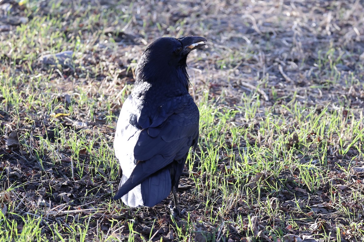 Common Raven - ML637860872