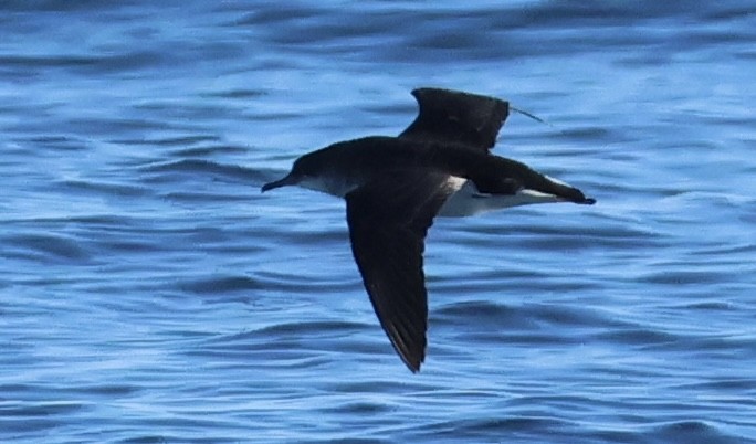 Fluttering Shearwater - ML637860874
