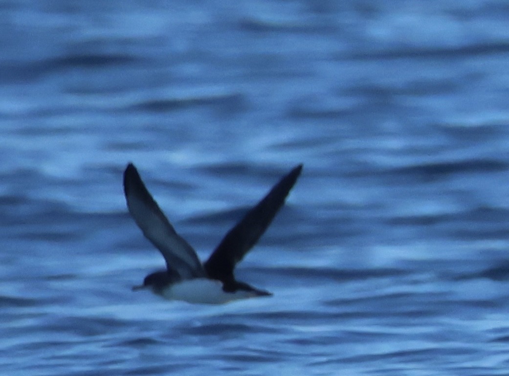 Fluttering Shearwater - ML637860875