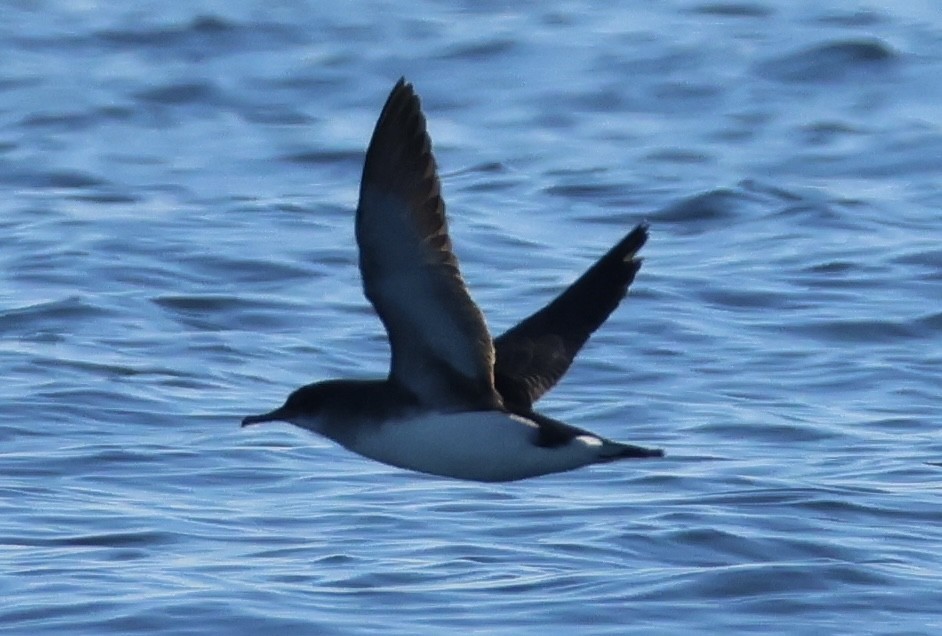 Fluttering Shearwater - ML637860876