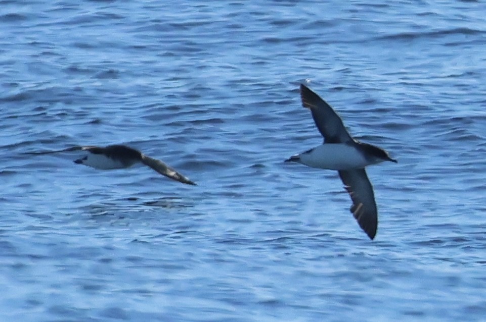 Fluttering Shearwater - ML637860877